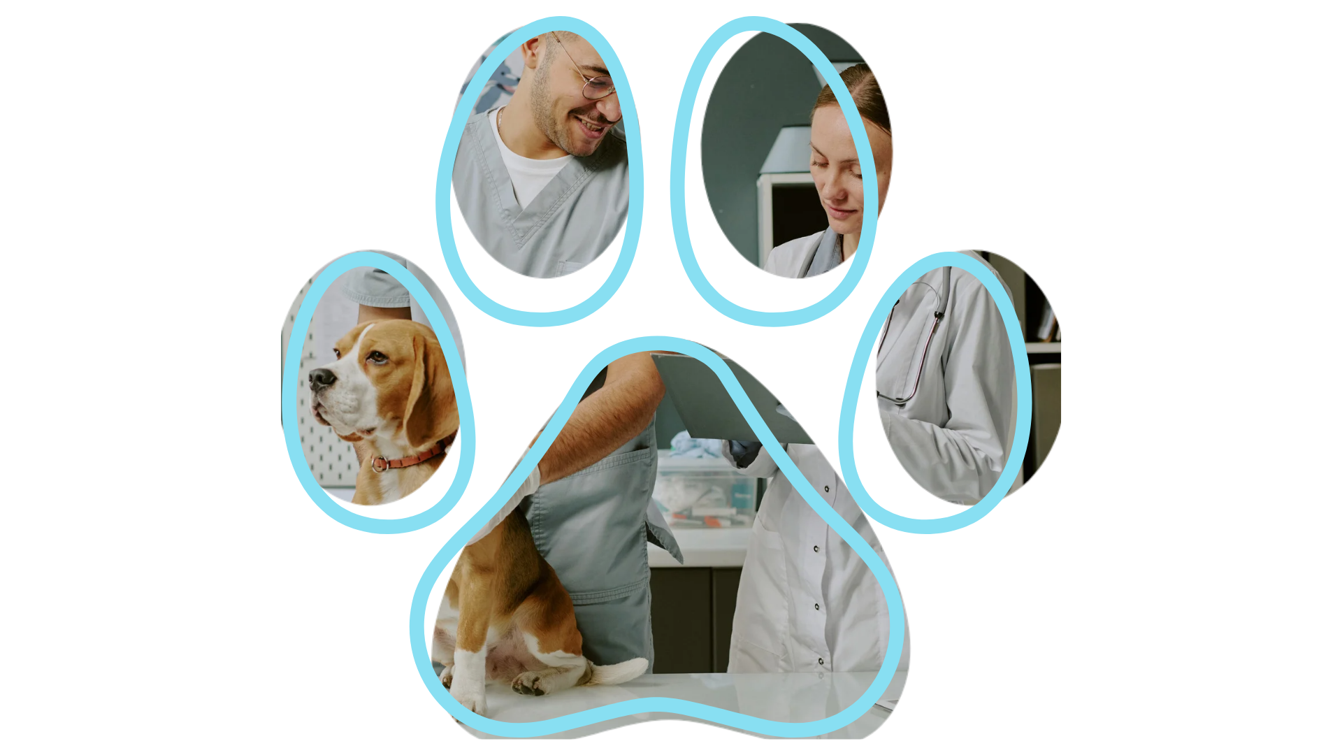 Lion Cut for Cats in Vancouver WA Lion cut service by Groomer near me Jared the Cat Groomer Vancouver WA