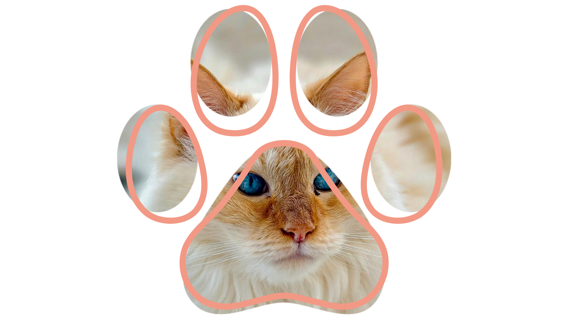 Calm Cat Grooming Environment Calm grooming environment at Jared the Cat Groomer Vancouver WA Groomer near me