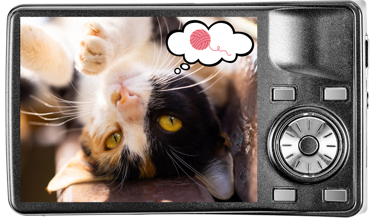 Digital camera showing a cat thinking about a ball of yarn