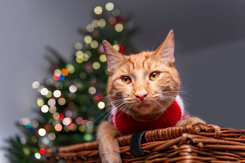 cute-ginger-cat-in-xmas-jumper-2025-01-29-08-24-05-utc-1