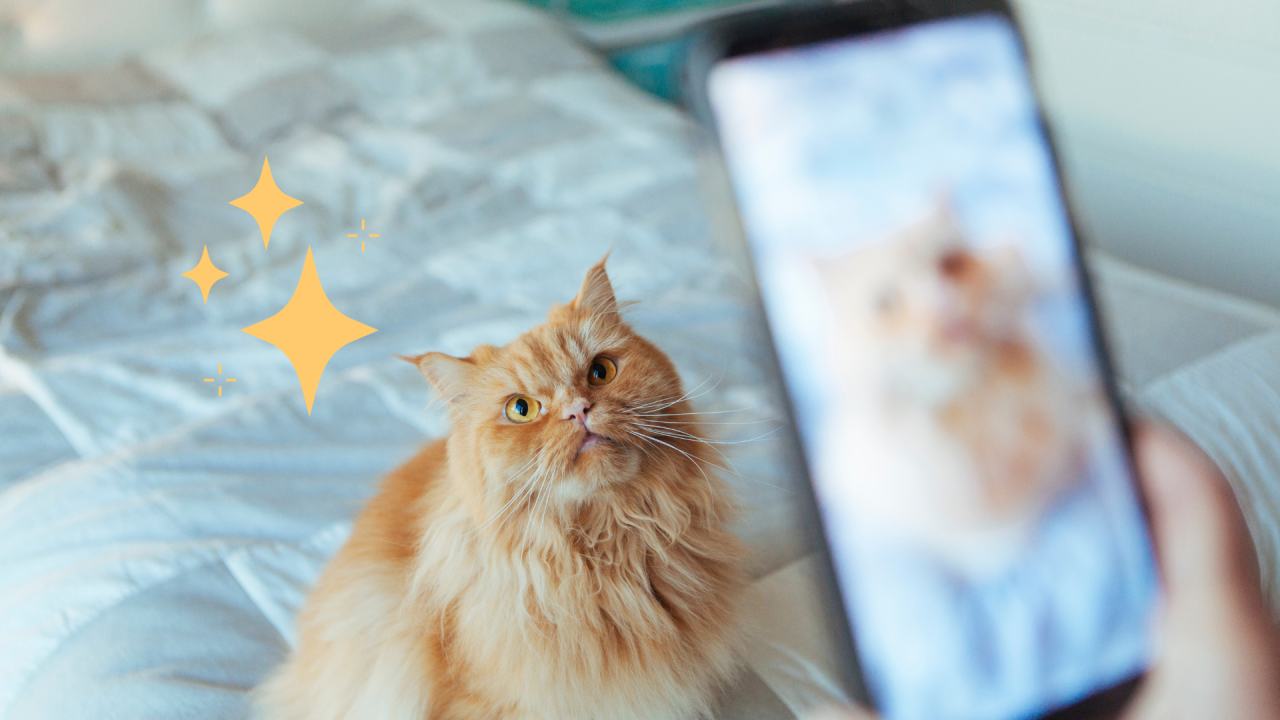 Taking a Photo of a Groomed Orange Cat