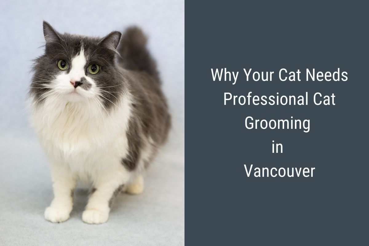 Why Your Cat Needs Professional Cat Grooming in Vancouver