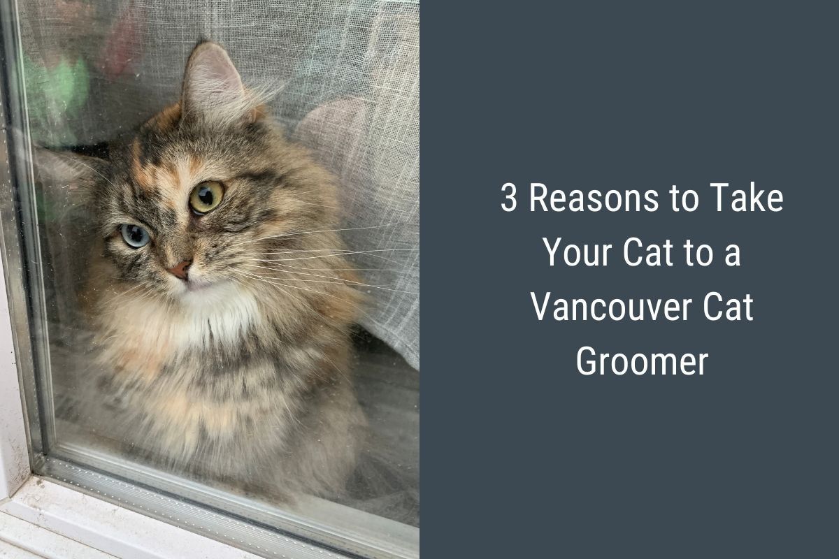 3 Reasons to Take Your Cat to a Vancouver Cat Groomer