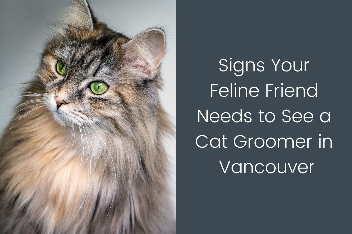 Signs-Your-Feline-Friend-Needs-to-See-a-Cat-Groomer-in-Vancouver