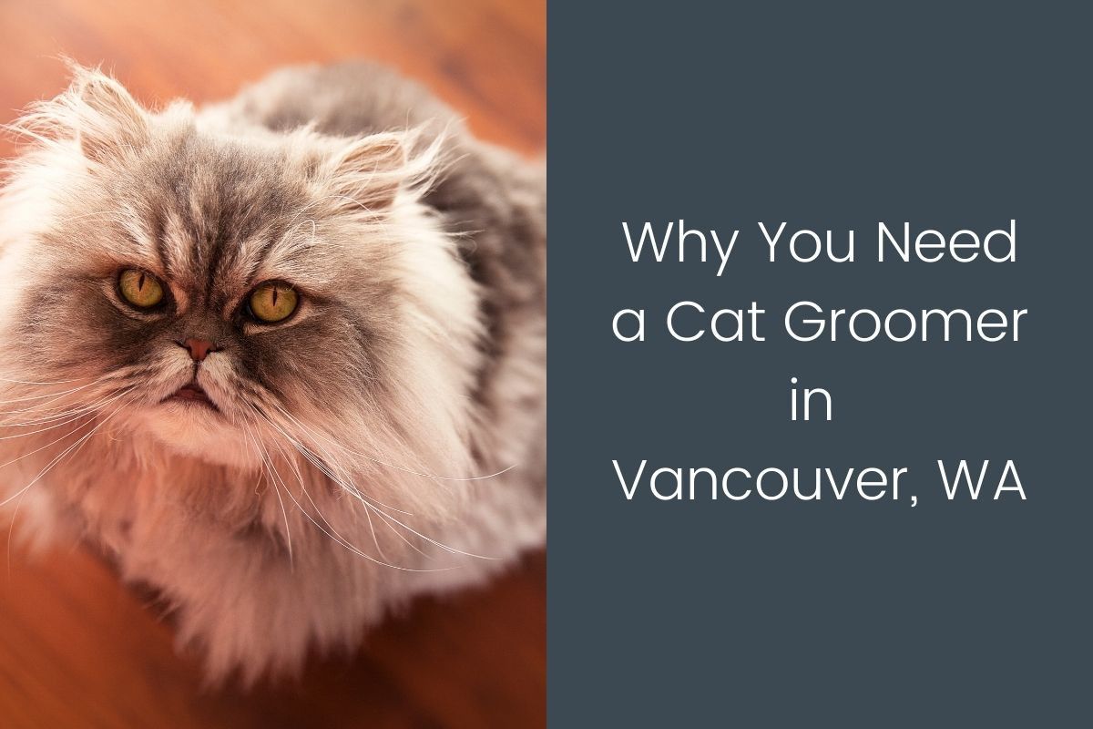 Why-You-Need-a-Cat-Groomer-in-Vancouver-WA