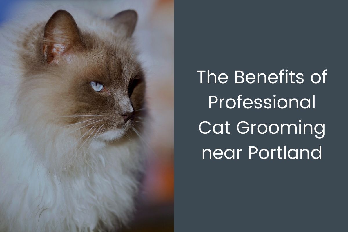 How To Bathe A Ragdoll Cat: Expert Tips for a Purr-fect Clean