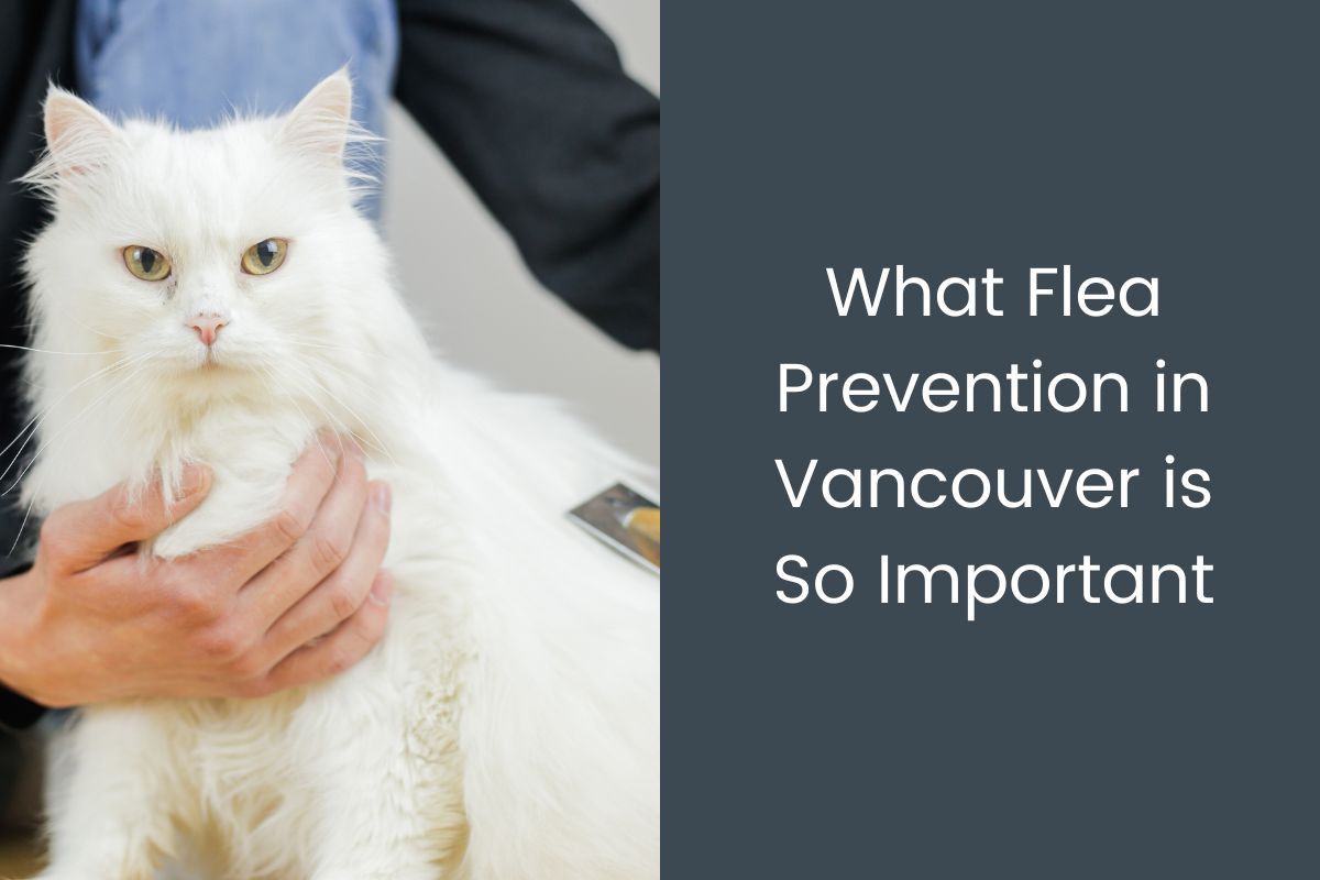 What-Flea-Prevention-in-Vancouver-is-So-Important