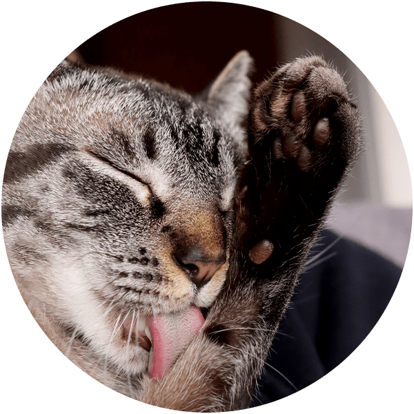 Jared the Cat Groomer | Cat Grooming Vancouver, Portland