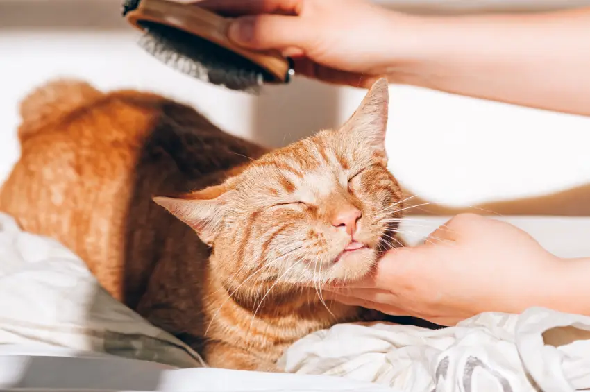 A content orange tabby cat being brushed and petted, eyes closed in enjoyment.