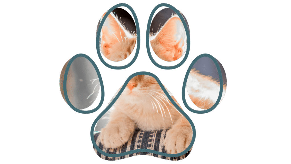 Senior cat grooming by Groomer near me in Vancouver WA at Jared the Cat Groomer