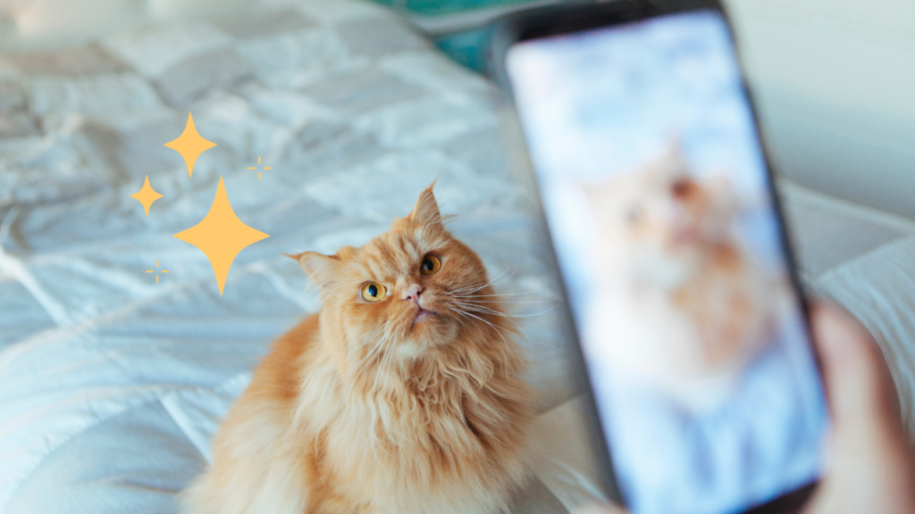 Taking a cat photo of an orange cat sitting on a bed in Vancouver, WA