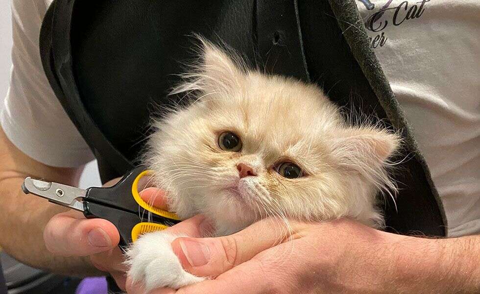 Fluffy cream-colored kitten held gently, looking forward with scissors nearby.