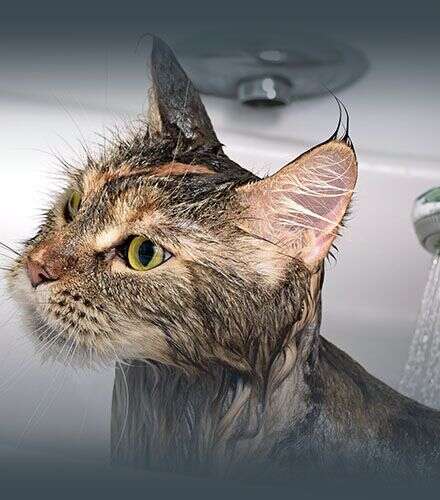 Wet cat in a bathtub, soaking from a shower, with wide yellow eyes and water streaming down its fur.