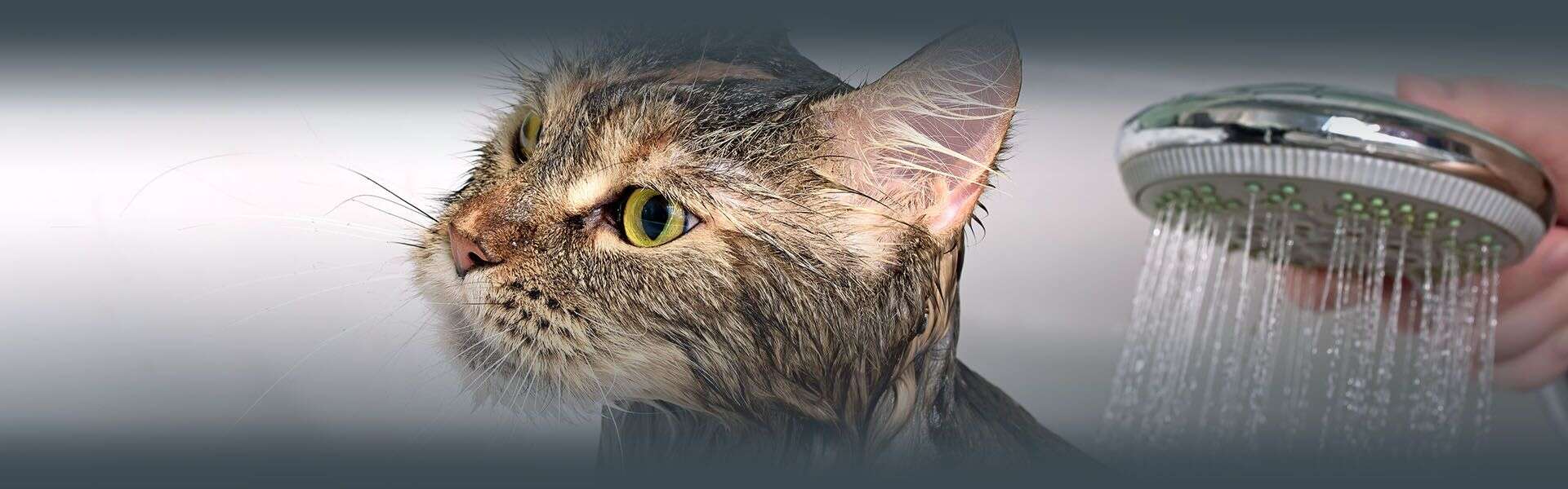 A wet cat under a showerhead with water spraying over its fur.
