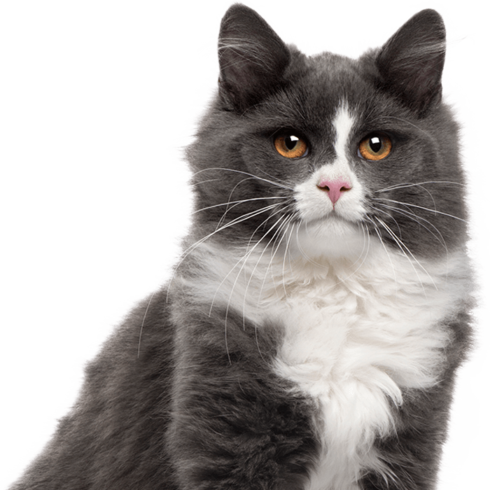 Fluffy gray and white cat with bright amber eyes gazing forward.