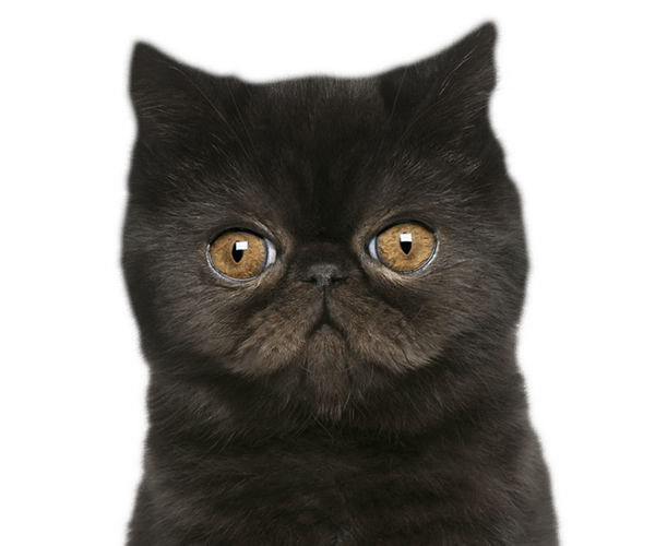 A black Persian cat with bright yellow eyes staring directly ahead.