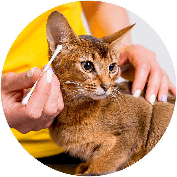 Person gently cleaning a cat's ear with a cotton swab while holding the cat still.