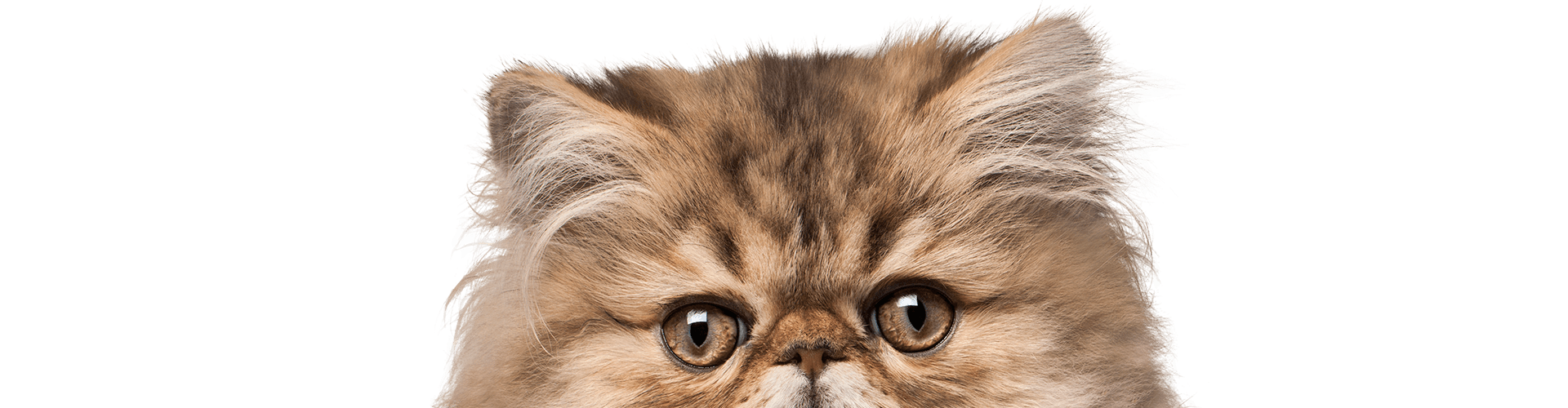 Fluffy Persian cat with wide eyes and tufted ears peeking over the bottom edge.