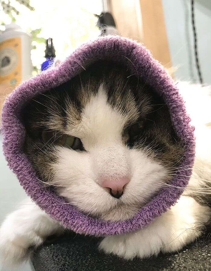 Cat with a relaxed expression is peeking through a purple, tube-like fabric wrapped around its head.