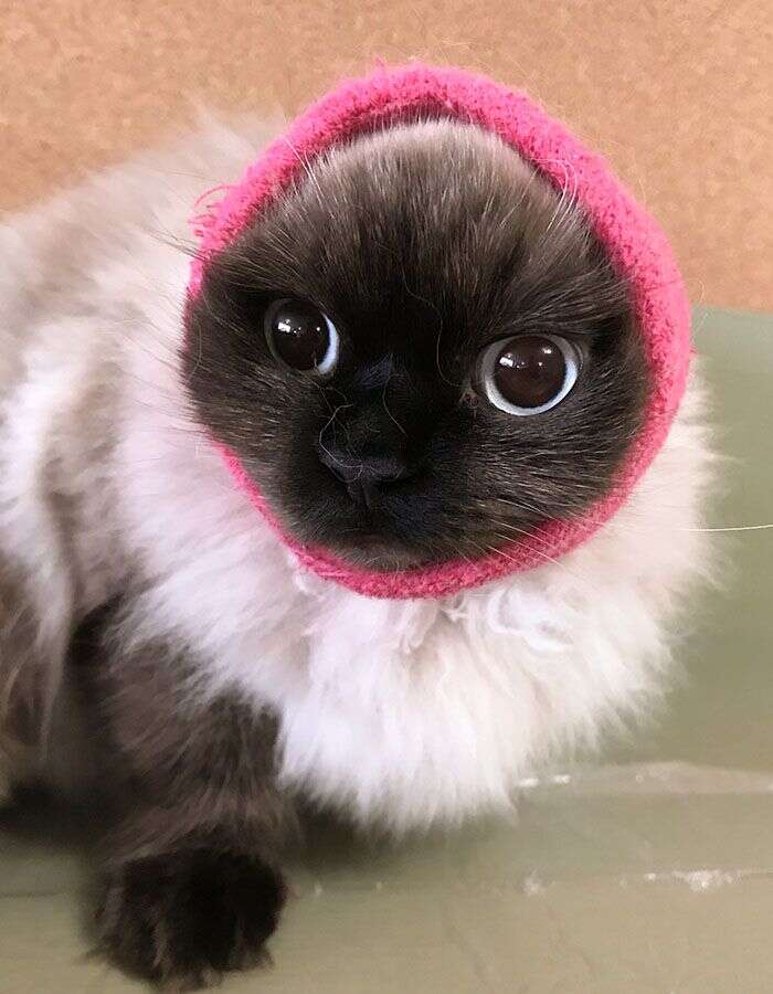 Fluffy cat with bright eyes wearing a pink knitted hat.