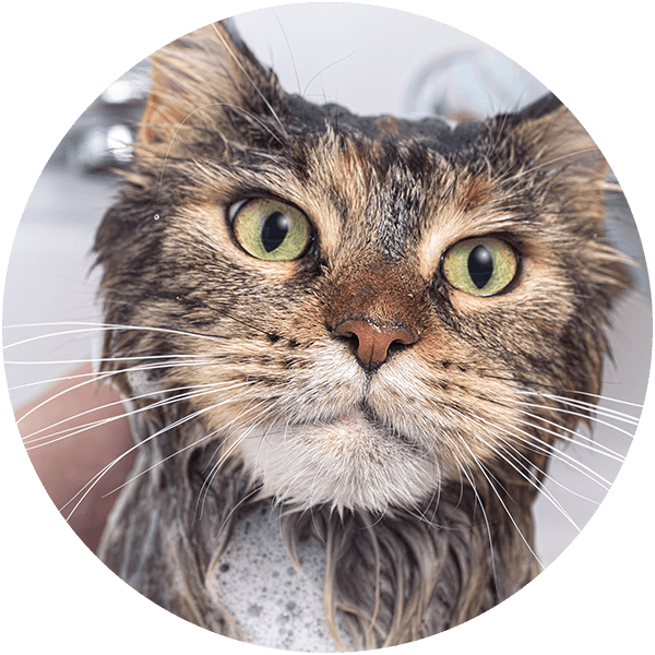 Wet cat with wide green eyes and long whiskers, looking directly at the camera.
