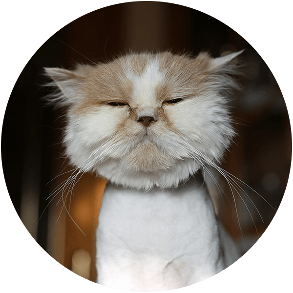 Fluffy cat with a flat face and squinted eyes, appearing relaxed.