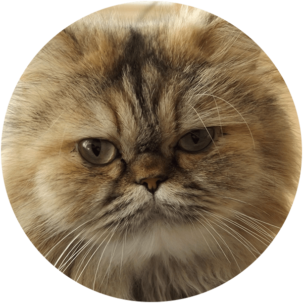 Fluffy Persian cat with long fur and a serious expression, gazing directly at the viewer.
