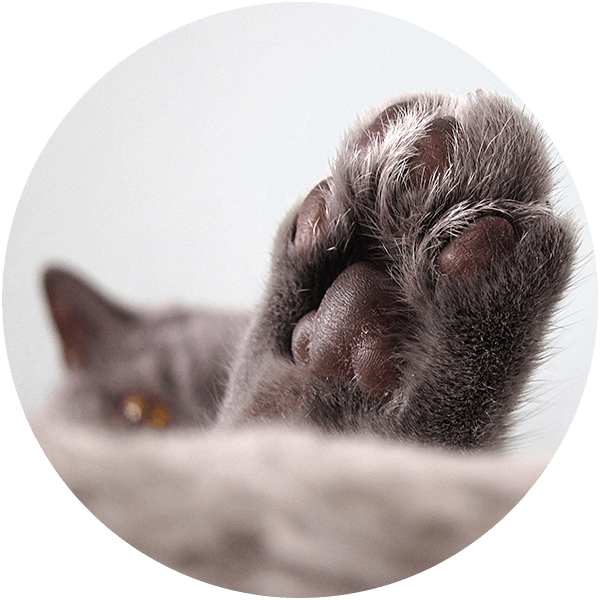 A gray cat's paw stretched out, with visible pads and claws, against a blurred background.