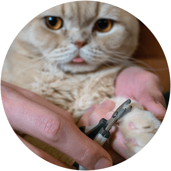 A cat having its claws trimmed with a nail clipper, looking slightly surprised.