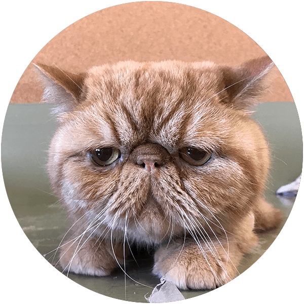 Grumpy-looking ginger cat with a flat face and big eyes lying down.