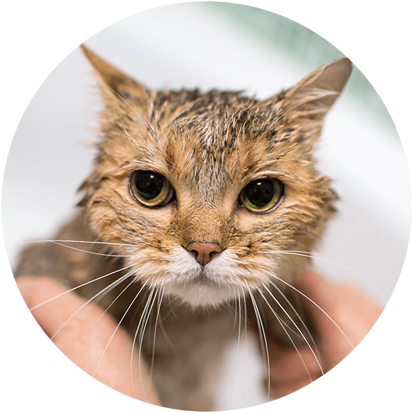 Wet cat with large eyes being held gently, fur slicked back after a bath.