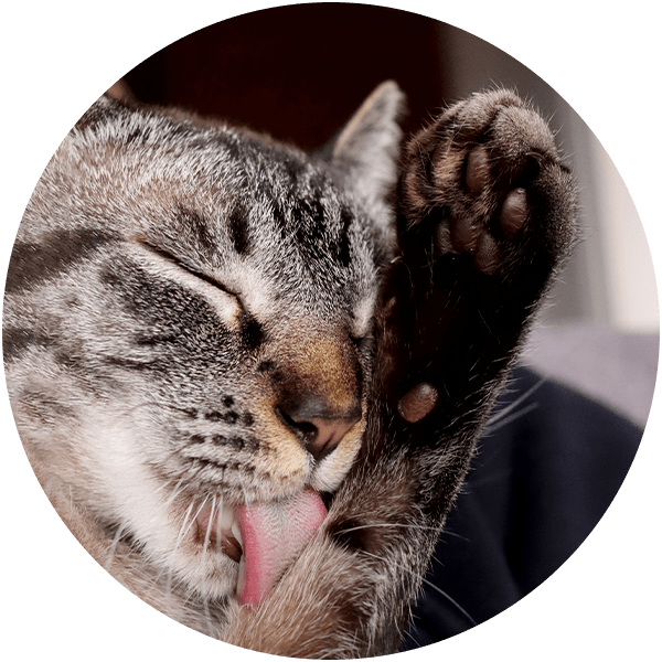 Tabby cat licking its paw with eyes closed.