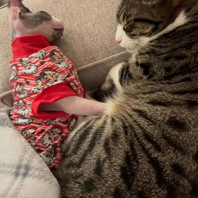 A hairless cat in a red outfit sleeps beside a striped tabby cat on a couch.