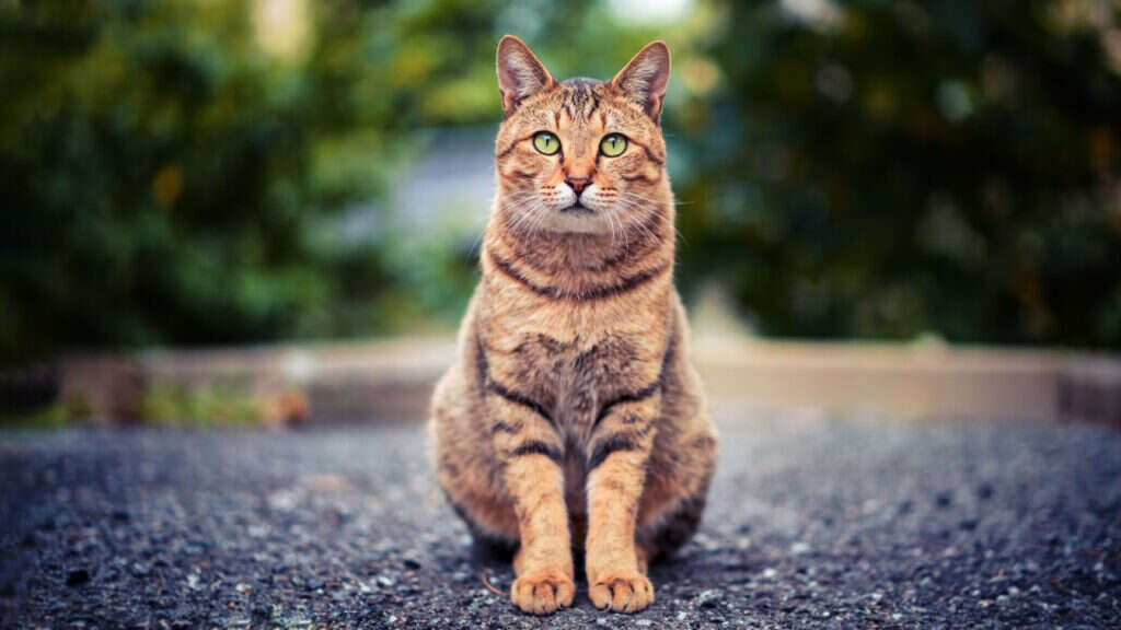 A brown tabby cat with green eyes sits attentively on a paved surface, surrounded by blurred greenery.