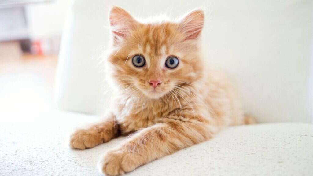 Fluffy orange kitten with blue eyes lying on a white surface, looking directly at the camera.