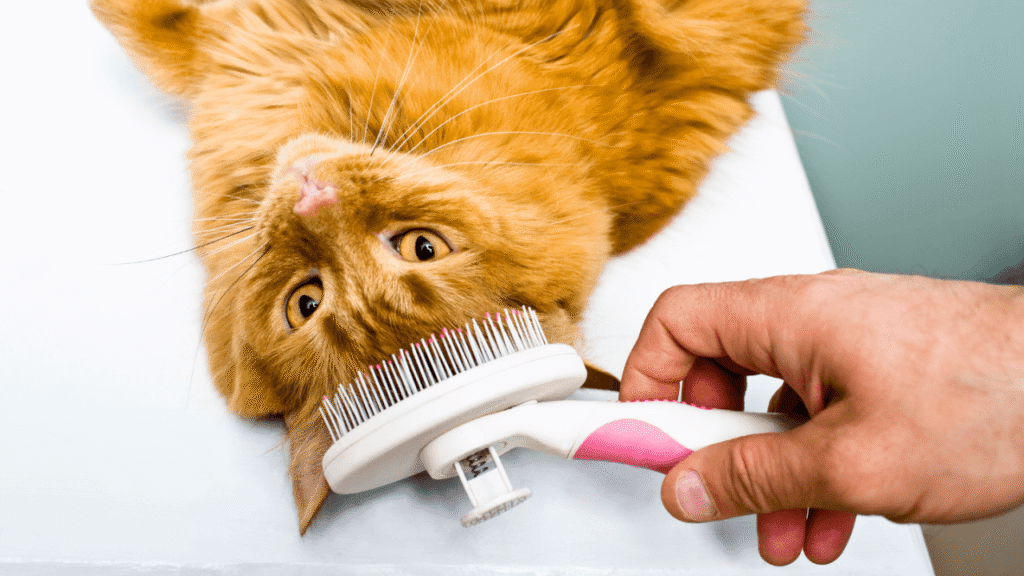 A person brushing a relaxed orange cat lying on its back.