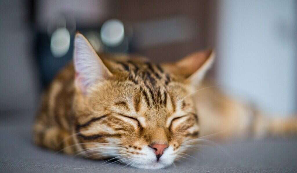 Tabby cat sleeping peacefully with eyes closed and relaxed posture.