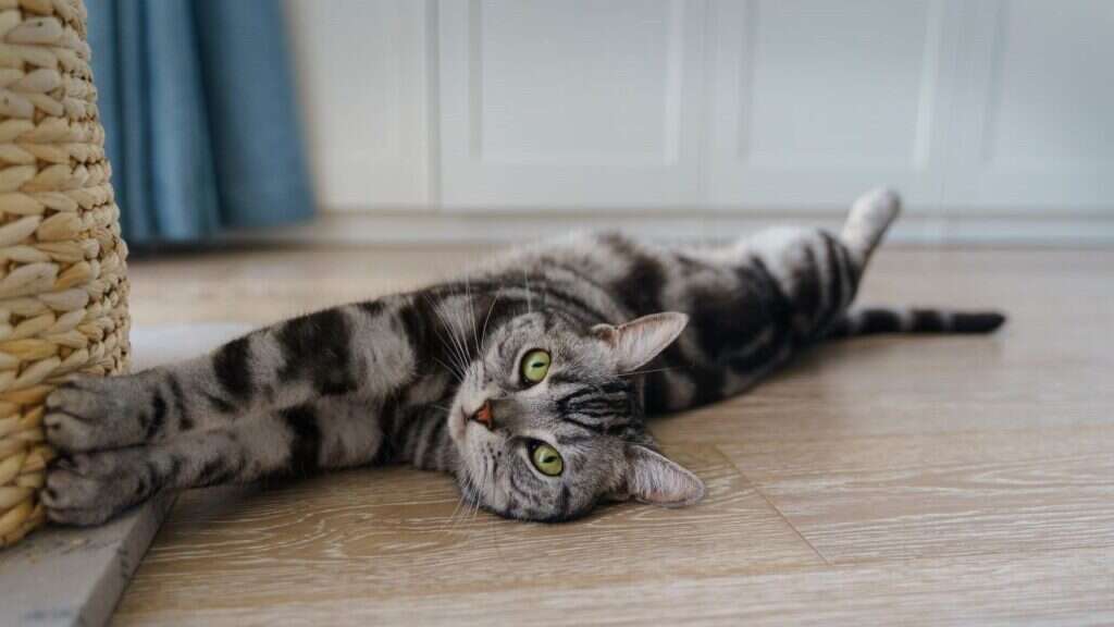 A gray tabby cat stretches out on a wooden floor, reaching toward a wicker basket.