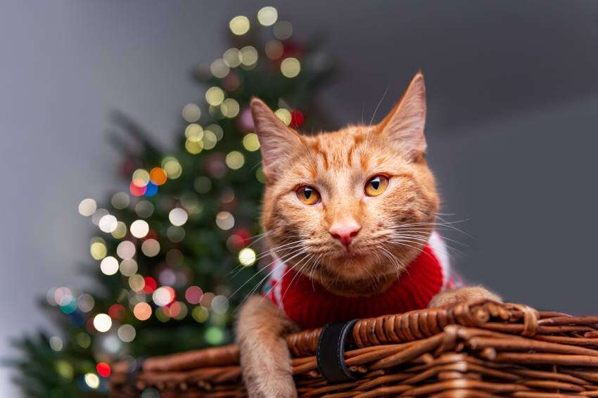 Orange cat wearing a red sweater lies on a wicker basket with a blurred Christmas tree in the background.