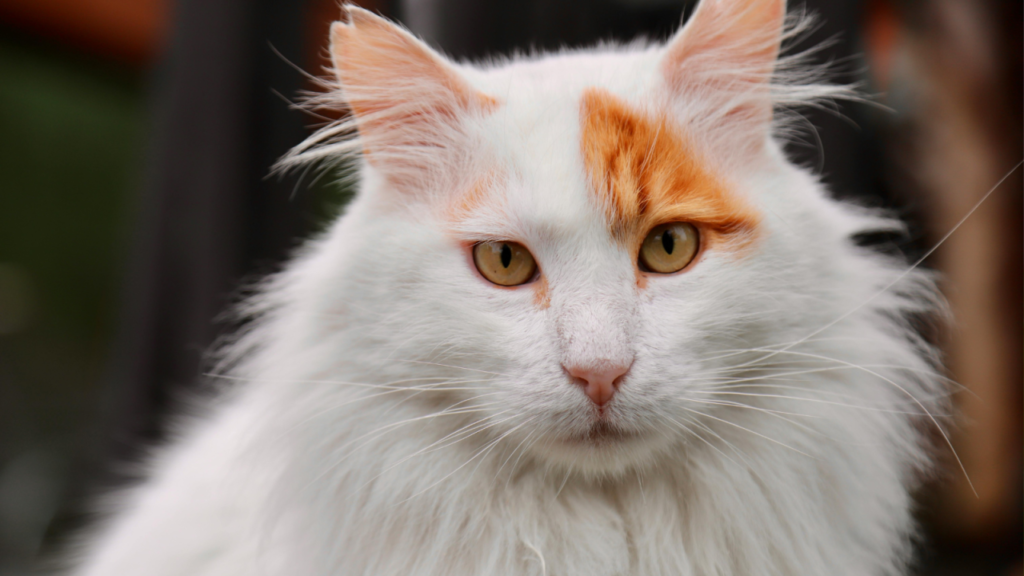 Fluffy white cat with orange patches on its head, gazing forward with bright yellow eyes.