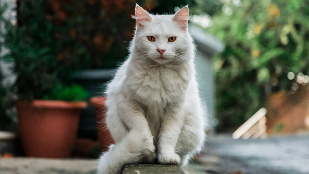 White fluffy cat sitting on a ledge, looking directly at the camera with green foliage in the background.