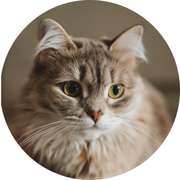 Fluffy gray cat with white and orange fur, looking intently with large green eyes.