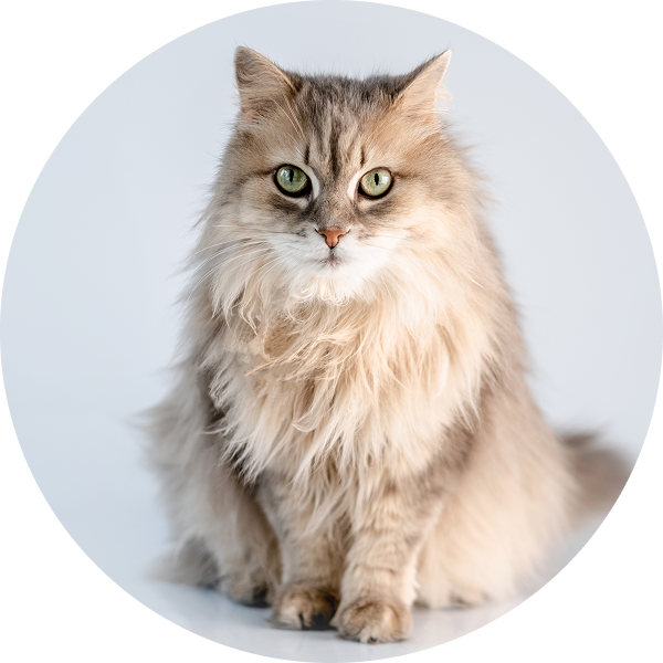 Fluffy brown and white cat with green eyes sitting and looking forward.
