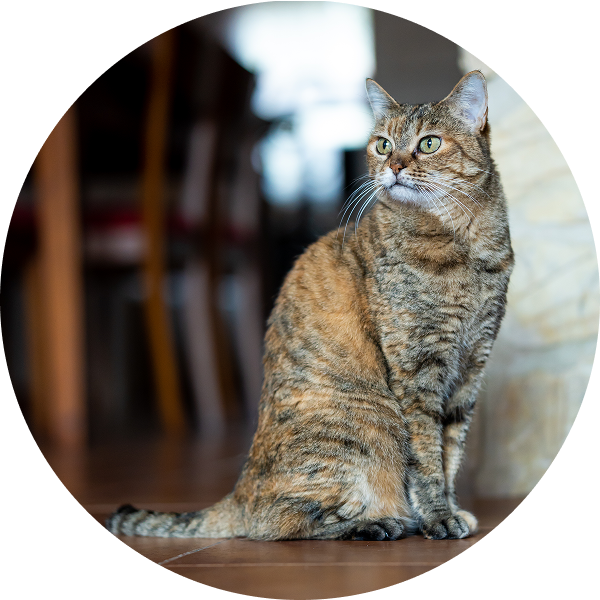 A tabby cat with green eyes sits alertly on a wooden floor, looking to the side.