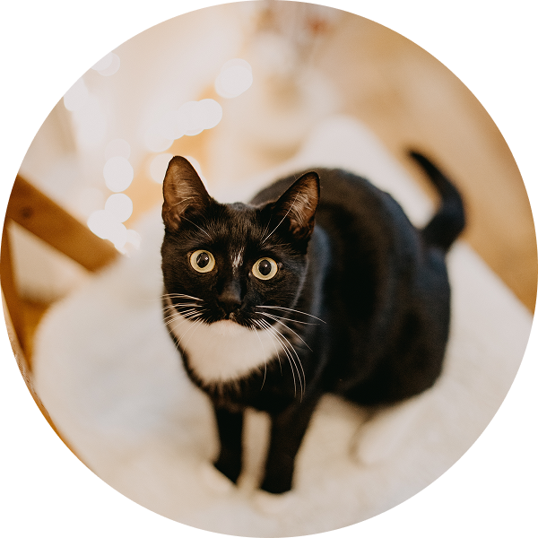 A black and white cat with wide eyes sits on a white surface, looking upwards.