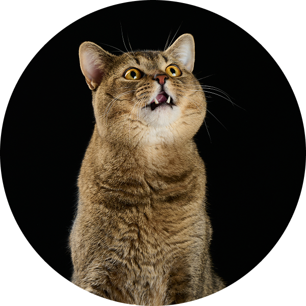A surprised brown tabby cat with wide eyes and open mouth against a dark background.