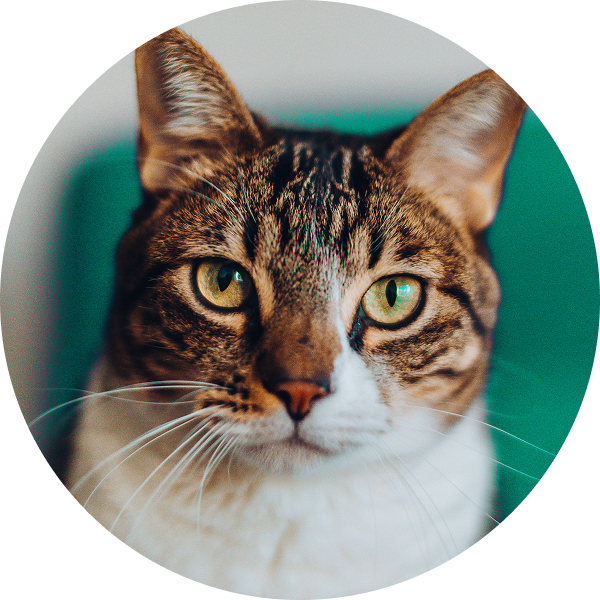 Close-up of a tabby cat with green eyes looking directly at the camera.