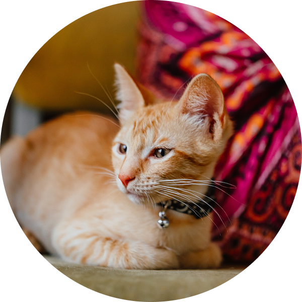 Orange cat with a collar lying down, looking to the side, against a colorful fabric background.