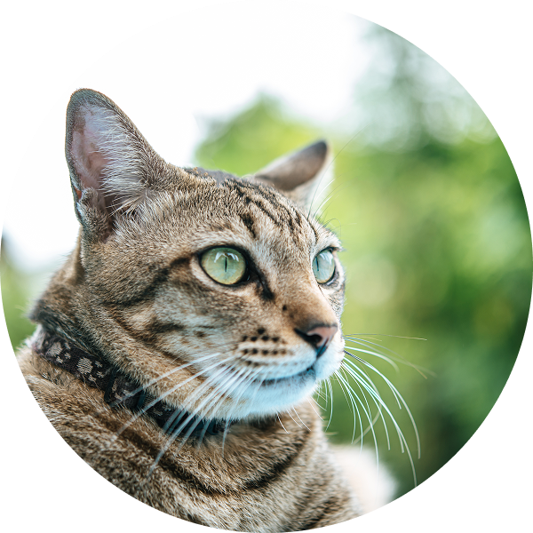 A brown tabby cat with green eyes and a patterned collar gazes into the distance.