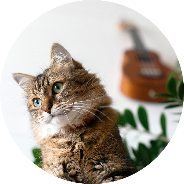 Fluffy brown tabby cat with green eyes, looking up, with a blurred ukulele in the background.